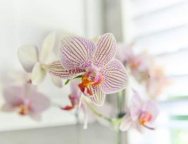 Comment bien prendre soin d’une orchidée pour qu’elle refleurisse ?