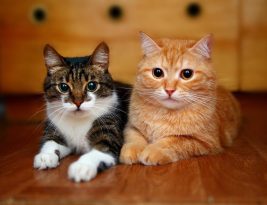 Deux chats peuvent-ils avoir la même litière ?