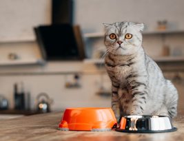 Peut-on berner un chat avec une imitation de viande (végétale) ?