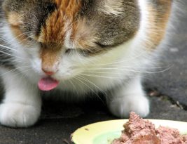 Pourquoi mon chat ne lèche que la sauve de son repas ?