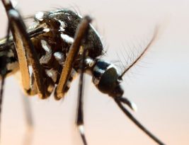 Saviez-vous que les moustiques-tigres peuvent pondre jusqu’à 200 œufs dans une petite quantité d’eau ?