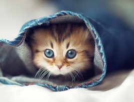 Les chats savent quand vous êtes tristes