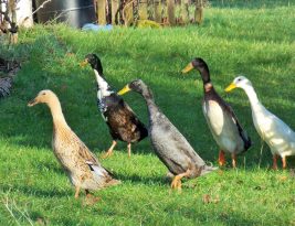 Adopter des Canards indien chasseur de limaces pour protéger votre potager des limaces et des escargots !