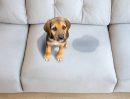 Pipi de chien : comment  neutraliser ou supprimer les odeurs d’urine ?