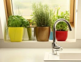 Une petite liste de plantes increvable pour ceux qui n’ont pas la main verte