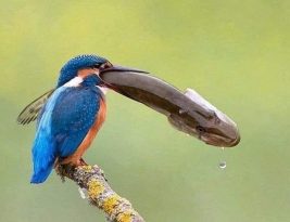 Dictionnaire des oiseaux d’Europe : Le rouge-gorge Le martin-pêcheur Le verdier d’Europe Le pic épeiche Le bec croisé