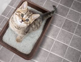 Mon chat refuse d’utiliser sa litière, comment faire ?