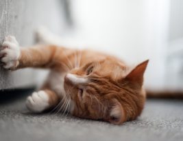 Comment protéger son canapé des Griffes de Chat ?