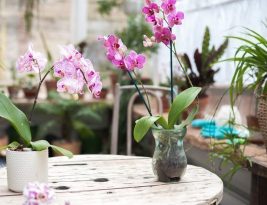 Comment savoir si mon orchidée a soif ou manque d’eau ?
