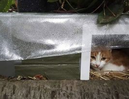 Comment fabriquer un abri pour chat errant ?