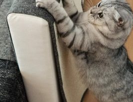 En griffant le canapé, le chat s’apaise, il indique son territoire et lutte contre l’anxiété