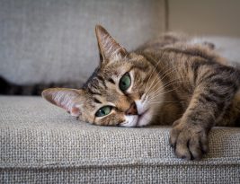 Mon chat fait ses griffes : faut-il le gronder ?