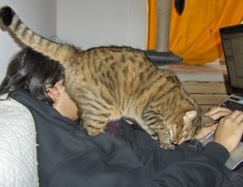 drôles d’attitudes : comportements du chat expliqués aux humains