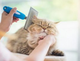 Conseils d’hygiène et de toilettage pour votre chaton