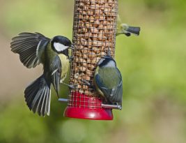 Nourrir les oiseaux en hiver ce qu’il faut faire et ne pas faire