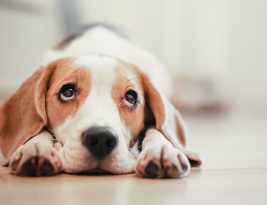 Adopter un chien ou chat : tout ce qu’il faut savoir