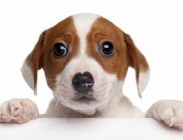 Pourquoi le regard d’un chien nous fait craquer