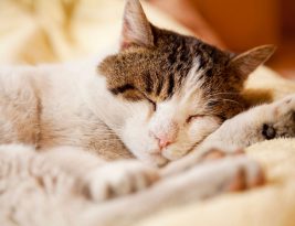 Comment rendre un chat heureux en appartement ?