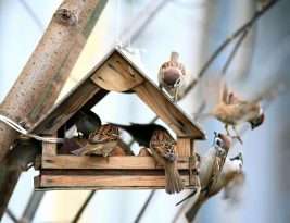 Comment construire un refuge pour les oiseaux chez soi?