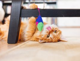 Le jeu pour un chat est très bénéfique pour sa santé car il l’encourage à être actif