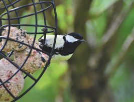 Comment concocter des boules de graisse pour les oiseaux  et un abri avec une caisse de vin ?