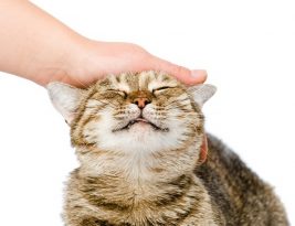 Pourquoi les chats n’aiment pas qu’on leur touche le ventre
