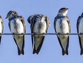 Pourquoi les oiseaux ne s’électrocutent-ils pas sur les câbles électriques ?