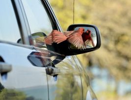 Pourquoi les oiseaux s’énervent-ils contre vos carreaux, vitres et rétroviseurs ?