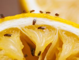 Comment se débarrasser des mouches et moucherons ?