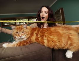 Maine Coon : Le plus gros chat du monde
