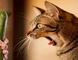 Pourquoi les chats ont-ils peur des concombres ?