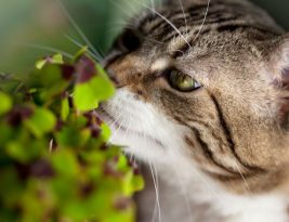 Liste des plantes toxiques pour votre chat