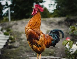 pourquoi le coq chante le matin?