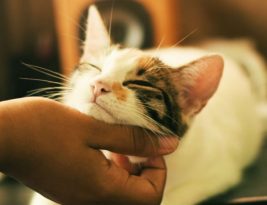 pourquoi les chats n’aiment pas qu’on leur touche le ventre
