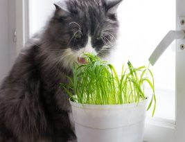 Quelle est la différence entre l’herbe à chat et l’herbe aux chats ?