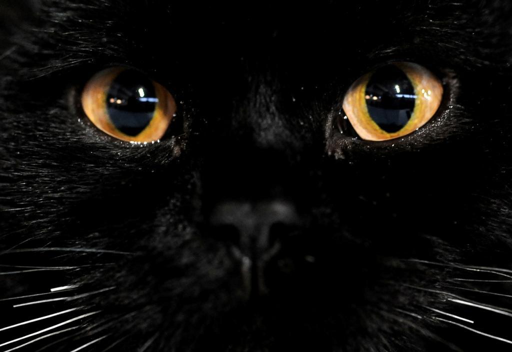 Mythe : les chats noirs portent-ils vraiment malheur?