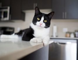 Combien coûte l’adoption d’un animal de compagnie ?