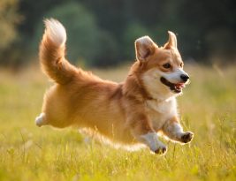 Où puis-je adopter un animal de compagnie ?