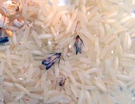 Comment enlever les mites dans le riz ?