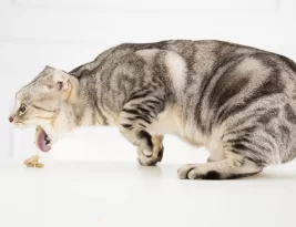 Rendre la vie quotidienne plus facile à un chat agé