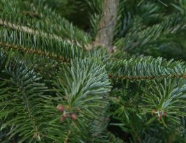 Où et quand jeter son sapin de Noël à Bordeaux, Pessac, bègles et merignanc