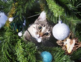 Après la fête, votre sapin a droit à une seconde vie !