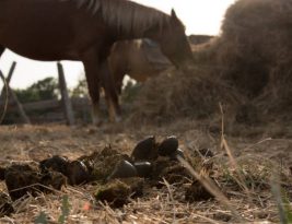 Chauffage écolo : et si on se mettait au crottin de cheval ?