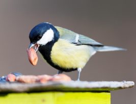 Comment attirer les oiseaux dans sur son balcon ou dans son jardin ?