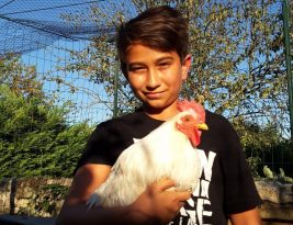 Dordogne : le coq Coquelicot, accusé de chanter trop fort, a disparu