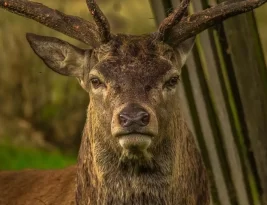 Le plus vieux cerf de la forêt de Mormal a été abattu par un chasseur