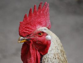 Maurice et saturnin, le coq de Carcassonne, peuvent continuer à chanter, selon la justice