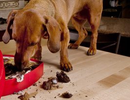 Noël : Que faire si son chat ou son chien a mangé du chocolat ou un aliment néfaste pour sa santé ?