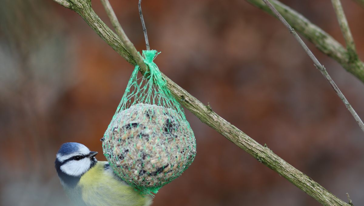 Charente-Maritime : un mortel filet pour les oiseaux, celui des boules de  graisse