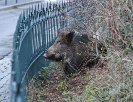 Quand les sangliers s’invitent dans la banlieue de Toulouse
